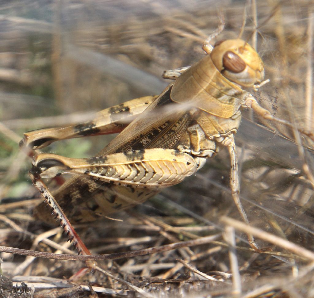 Acrididae 4